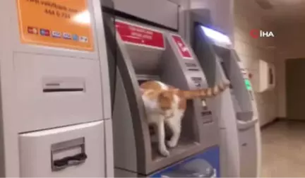 Atm'ye Çıkan Sevimli Kedi İlgi Odağı Oldu