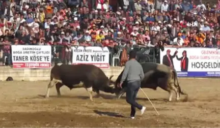 Pehlivan Boğalar Atça'da Kozlarını Paylaştı