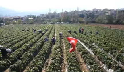 Vali Hanım