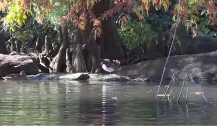 Central Park'ın Davetsiz Misafiri Mandarin Ördeği Parkın Maskotu Oldu - New