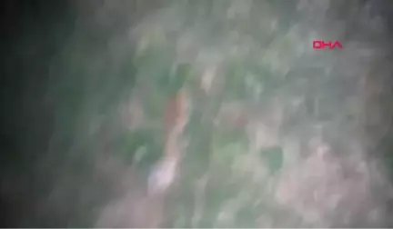 Antalya 'Köpeğin Pati ve Ayaklarını Keseni Görüp de İhbar Edene Para Ödülü Vereceğiz'