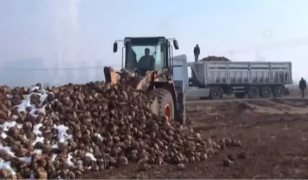 Kahramanmaraş'ta Şeker Pancarı Alımı Başladı