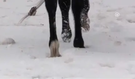 Cirit Atlarının Kar Üstündeki Dansı Başladı - Kars