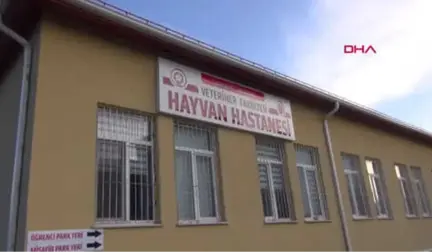 Sivas Yavru Köpeğin Bağırsağından Vida ve Tel Çıktı