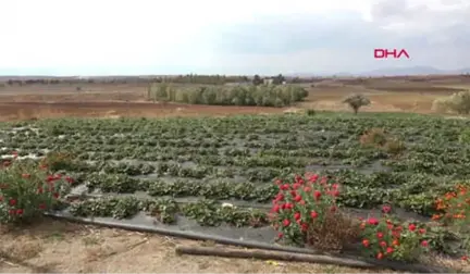 Konya Rüzgar Enerjisiyle, 200 Bin Dekar Alan Sulanacak