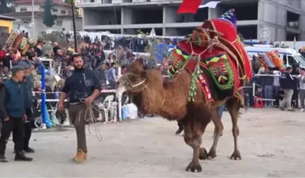 Milas'ta Deve Güreşi Festivali