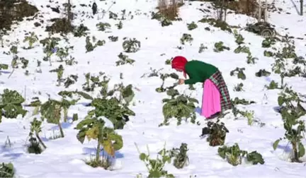 Karadeniz Kadınları, Aa'nın 