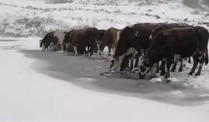 Aktaş Gölü'nün Yüzeyi Buz Tuttu