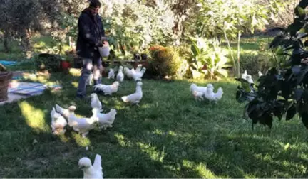 Bursalı Çiftçinin Yetiştirdiği Osmanlı Süs Tavuklarının Tanesi 10 Bin Liradan Satılıyor