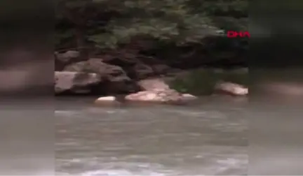 Tunceli Kaymakam, Koruma Altındaki Su Samurunu Görüntüledi