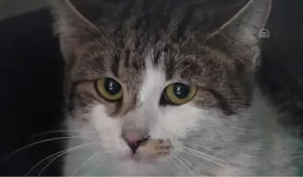 Patisine Demir Saplanan Kedi Sokaklara Dönebilecek