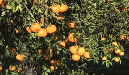 Bodrum Mandalina Hasat Festivaline Doğru