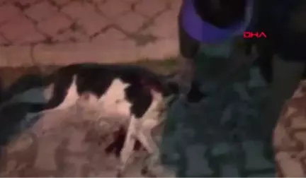 Isparta Çöp Konteynerinde Tüfekle Vurulmuş Köpek Ölüsü Bulundu