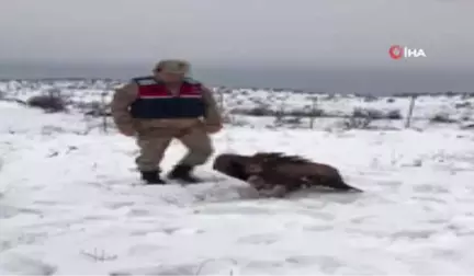 Yaralı Halde Donmak Üzereyken Bulunan Akbaba Tedavi Altına Alındı