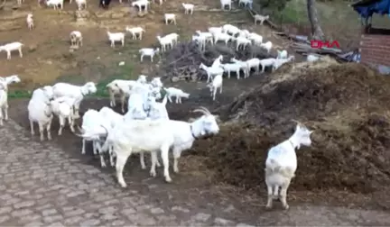 Balıkesir Saanen Keçi Melezlemesiyle Sürünün Süt Verimini Artırdı