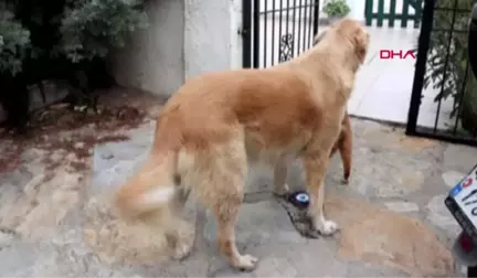 Muğla Bodrum'da Tarım İlaçlı Tavuk Eti Verilen 4 Köpekten 2'si Telef Oldu -1