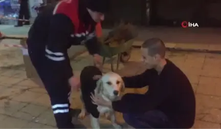 Zonguldak - Özel)temizlik İşçisi Soğuktan Donmasın Diye Çöpten Bulduğu Kazağı Köpeğe Giydirdi