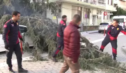 50 Metrelik Ağaç Çocuk Parkının Üzerine Devrildi