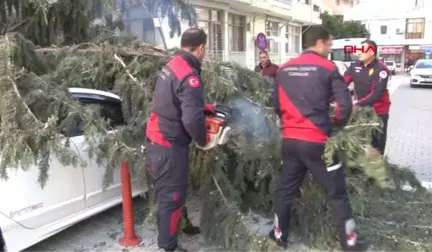 Adana 30 Metrelik Ağaç, Çocuk Parkının Üzerine Devrildi