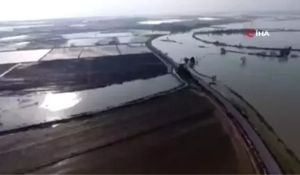 Çukurova'da Kayıkla Mandalina Hasadı