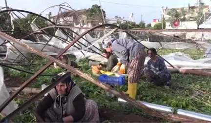 Hortumun Vurduğu Kumluca'nın Ziraat Odası Başkanından Ürünlerde Fiyat Artışı Çıkışı