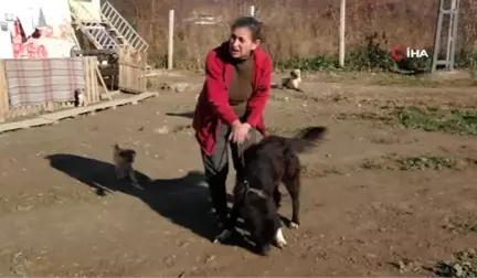 Doğuştan İki Gözü Olmayan Köpeğe Bebeği Gibi Bakıyor