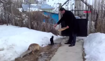 Erzurum Tilki ve Kediyi Bir Arada Besliyor