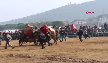 Ordu Develer Ödemiş'te Güreşti