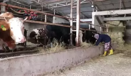 Arkadaşlarına Heves Etti Üretici Oldu - Tekirdağ