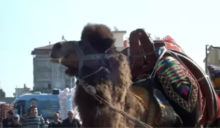 Deve Güreşleri İlgi Gördü