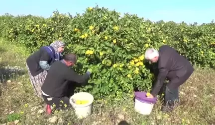 Aşırı Yağış Limon Hasadını Geciktirdi