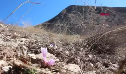 Erzurum Oltu'da Kar Çiçekleri Açtı