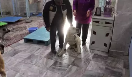 Yaralı Köpekler Tedavi Altına Alındı - Gaziantep