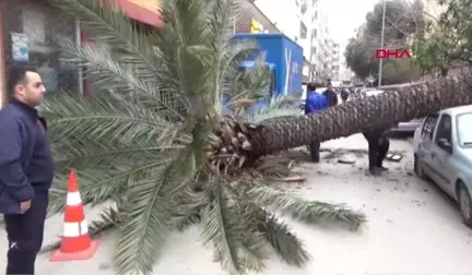 Hatay Fırtınanın Devirdiği Hurma Ağacı 2 Araca Zarar Verdi