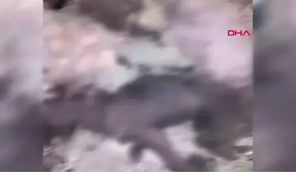 Kırklareli'de Yakılmış Kedi ve Köpek Ölüleri Bulundu