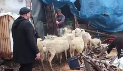 Cezaevinden Çıkıp Devlet Desteğiyle Sürü Sahibi Oldular - Bursa