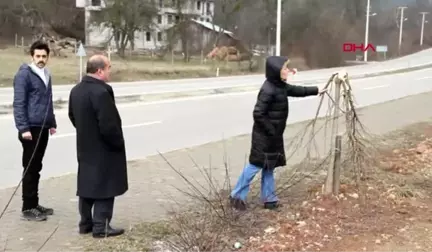 Bolu Mengen'de Ağaçlar İkinci Defa Kesildi