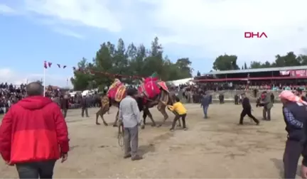 Antalya Serik'te Deve Güreşleri Yapıldı