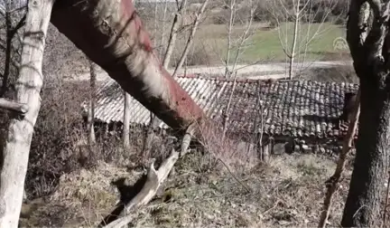 Tarihi Değirmen Zamana Direniyor - Bolu