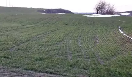 Yağış Buğday Üreticisini Sevindirdi - Tekirdağ