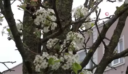 Ağaçların Erken Çiçek Açmasına Bordo Bulamaçlı Önlem