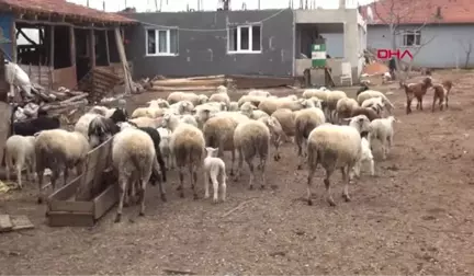 Bursa Denetimli Serbestlikle Cezaevinden Çıktılar, Koyun Sürüsü Sahip Oldular