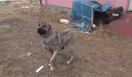 Van'da Sahiplendirilen Hayvanlar Kontrol Altında