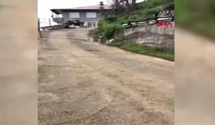 Rize Oğlak ile Köpeğin Kıskandıran Dostluğu