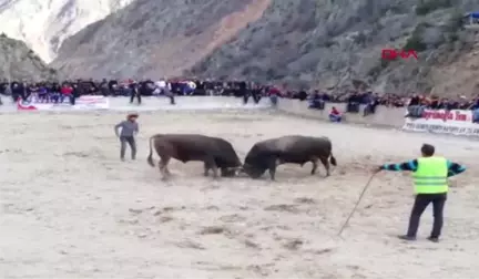 Erzurum Boğa Güreşinde Heyecandan Kalbi Durdu