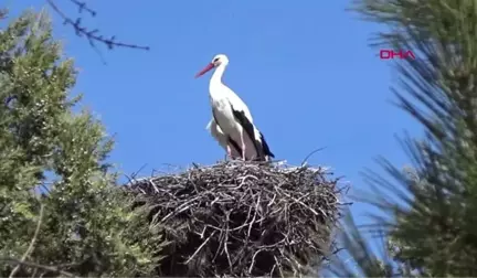 Konya Leylekler Vadisi'nin Konukları Geldi