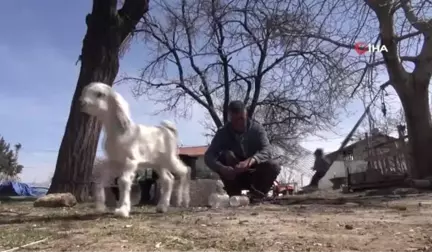 Oğlaklarına Bebekler Gibi Bakıyor