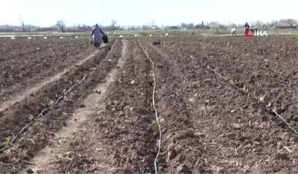 Bafra Ovası'nda Örtü Altı Karpuz ve Kavun Ekimleri Başladı