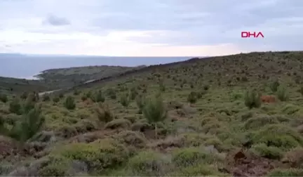 Çanakkale Ege'nin Turizm Cenneti Bozcaada, 'Yeşil Ada' Oluyor