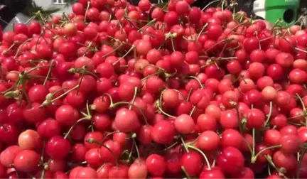 Manisa'da Sezonun İlk Kirazı Kilosu 250 Liradan Satıldı